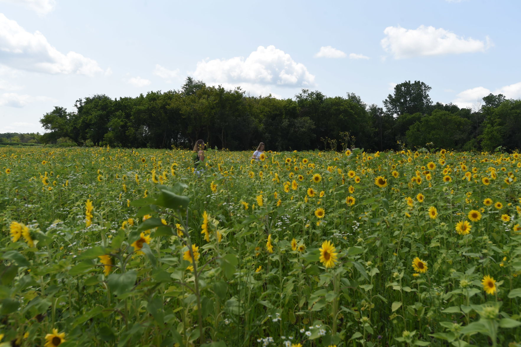 Sunflower field